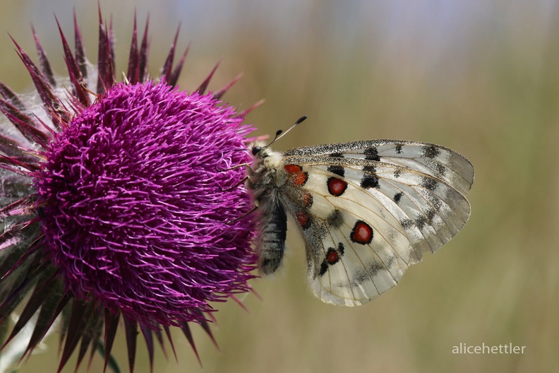 Roter Apollo (Parnassius apollo)